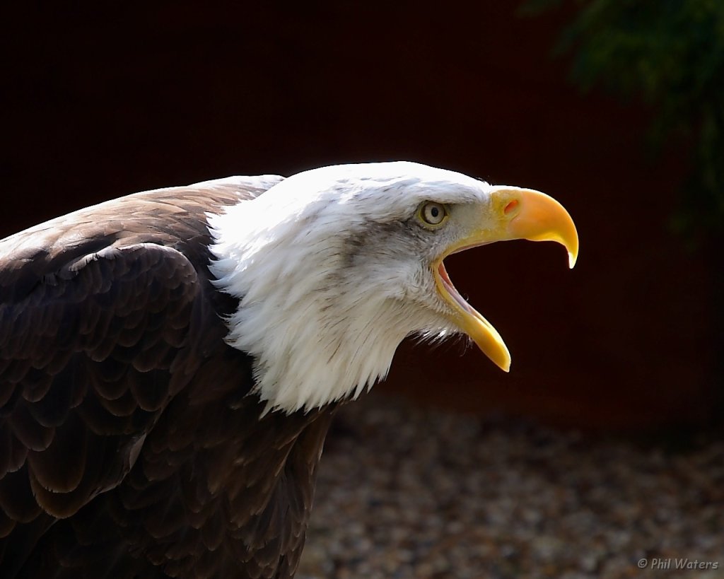 Hawk_Conservancy 103 cropped.jpg